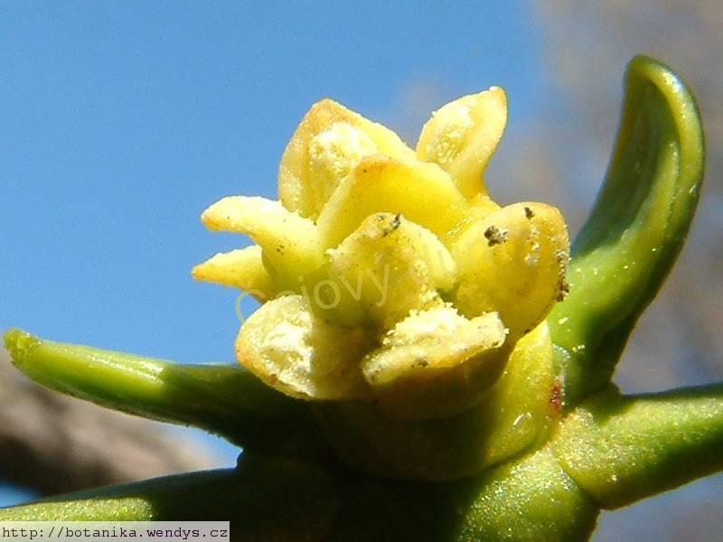 Jmelí nať řezaná